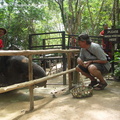 20090417 Half Day Safari - Elephant  85 of 104  001